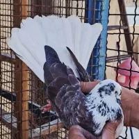 بلدرچین و کفتر و مرغ