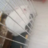 همسترر با ارسال به شهرستان|موش و خرگوش|مشهد, شهید رضوی|دیوار