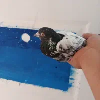 کفتر|پرنده|فردیس, شهرک سپاه|دیوار