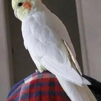 عروس هلندی گم شده
