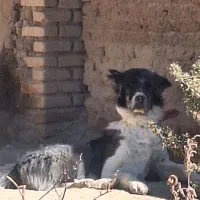 نربدردبخور