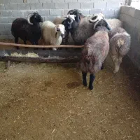 فروش 8راس بره چاق  هم داشتی هم گشتی کیلو 365