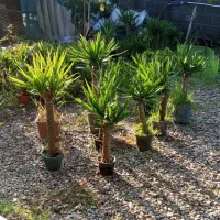 گل و گیاه آپارتمانی و بیرونی حیاطی یوکا|گل و گیاه طبیعی|نشتارود, |دیوار