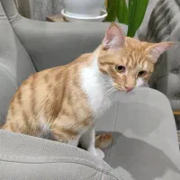 گربه شش ماهه