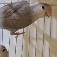 برزیلی جفت و قناری جفت