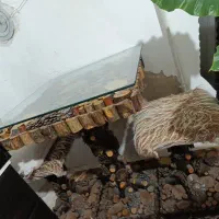 میزو صندلی شیک دونفره