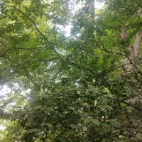 باغ اجاره ای روستای اَوِل دنج و خلوت|اجارهٔ کوتاه‌مدت ویلا و باغ|قم, شهرک فاطمیه|دیوار