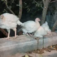 بوقلمون|پرنده|یزد, |دیوار