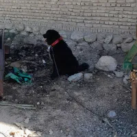 سگ قدرجونی|حیوانات|فارسان, |دیوار