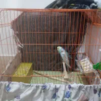 یک جفت مرغ عشق|پرنده|کوهدشت, |دیوار