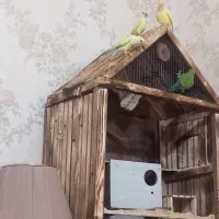 یک جفت طوطی برزیلی مولد رام و دستی