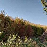 جارو باغی|عمده‌فروشی|خانمیرزا, |دیوار