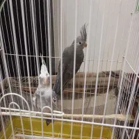 جوجه عروس هلندی سه ماهه|پرنده|ری, سیزده آبان|دیوار