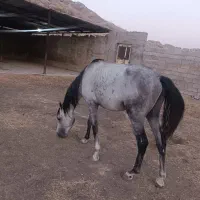 اسب نر ، دوساله ، مدارک دار|اسب و تجهیزات اسبسواری|مسجد سلیمان, |دیوار