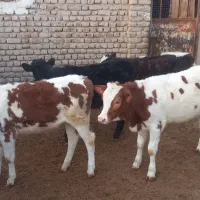 دو تا گوساله سیمینتال ماده دو تا نر دورگ