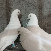 کفتر کبوتر سفید چشم نوک سفید سینه ای|پرنده|خمینی‌شهر, |دیوار