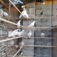 کبوتر پروازی|پرنده|رشت, پیرکلاچای|دیوار