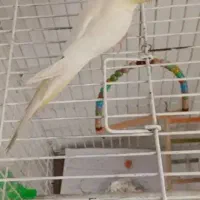 جوجه عروس هلندی|پرنده|طرقبه, |دیوار