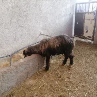 فروش یک راس میش