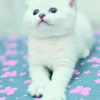 بریتیش واسکاتیش های اصیل