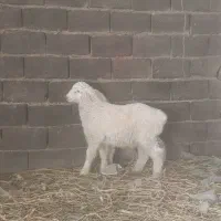 بره بختیاری نر