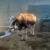 گاو گوساله