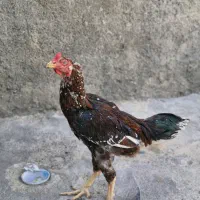 خروس لاری اصل|حیوانات مزرعه|سرپل ذهاب, |دیوار