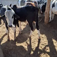 فروش تعداد گوساله وگستر|حیوانات مزرعه|هیرمند, |دیوار