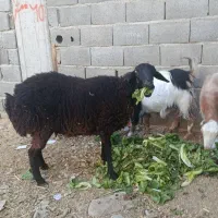 بره وبزغاله چاق