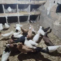 کفتر یا کبوتر|پرنده|خنجین, |دیوار