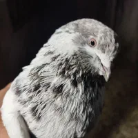 کبوتر جوجه کشی|پرنده|لنگرود, |دیوار