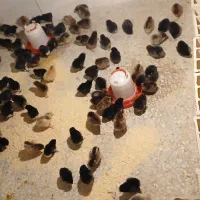 اردک جوجه معمولی