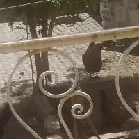 هشت عدد مرغ تخمی جوان