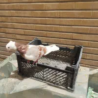 طوقی|پرنده|اصفهان, سودان|دیوار