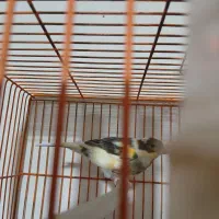 قناری جوجه ۹ماه