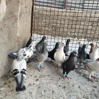 کفتر پلاکی دورگ بیرونی پرشی زرنگ|پرنده|شیراز, شیخ علی چوپان|دیوار