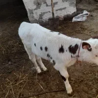 گاو شیری شکم دوم با گوساله ماده|حیوانات مزرعه|قشلاق دشت, |دیوار