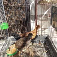 نیمچه مرغ و خروس لری اصیل|حیوانات مزرعه|مبارکه, |دیوار