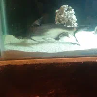 ماهی آکواریوم