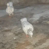 کبوتردم سفید