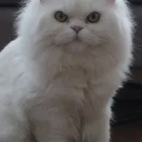 درخواست جفت برای گربه پرشین کلاسیک اصیل(نر،۲ ساله)