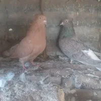 کبوتر دم سفید کاکلی