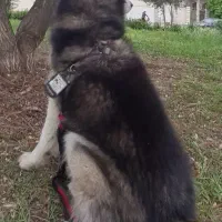 جفت گیری سگ|سگ|گنبد کاووس, |دیوار