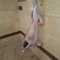 قصاب|خدمات پذیرایی، مراسم|چهاردانگه (تهران), |دیوار