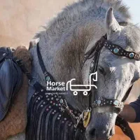 اسب نریون چهار ساله کرد