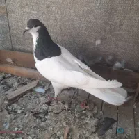 یال و خشرنگ