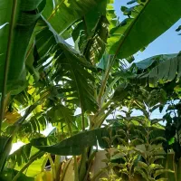 نهال موز خارجی|گل و گیاه طبیعی|فاضل آباد, |دیوار