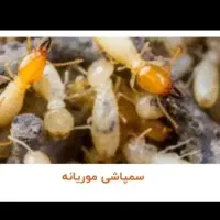 سم زدایی تمام حشرات