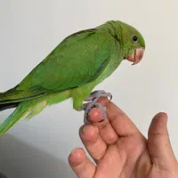 جوجه ملنگو چهل روزه