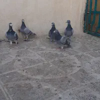 کبوتر پلاکی|پرنده|محمدیه-قزوین, |دیوار
